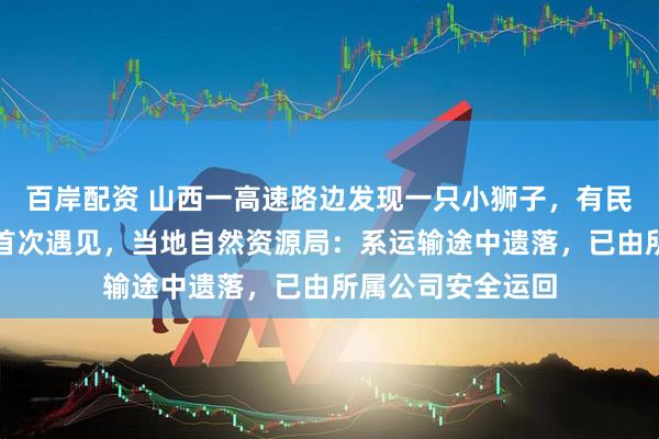 百岸配资 山西一高速路边发现一只小狮子，有民警称干了十几年首次遇见，当地自然资源局：系运输途中遗落，已由所属公司安全运回